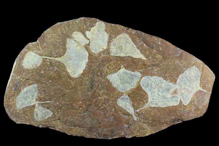 14.7" Fossil Ginkgo Plate From North Dakota - Paleocene